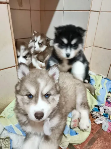 VENDO FILHOTE DE  HUSKY