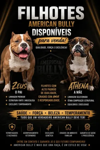 Américan Bully