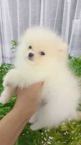 Spitz alemão anão disponível 