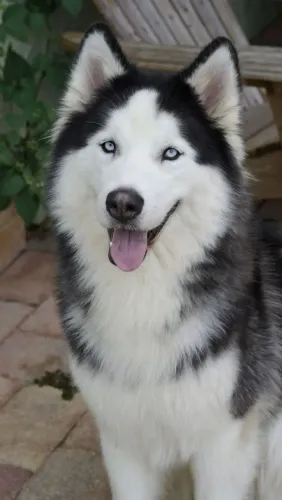 Husky siberiano temos wooly pelagem longa.,