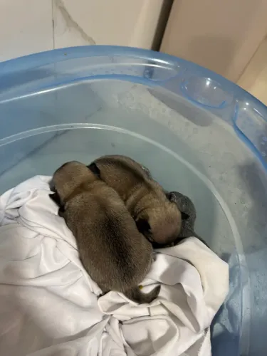 Pug 