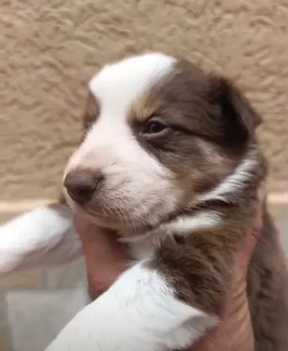 Border collie lindo filhote