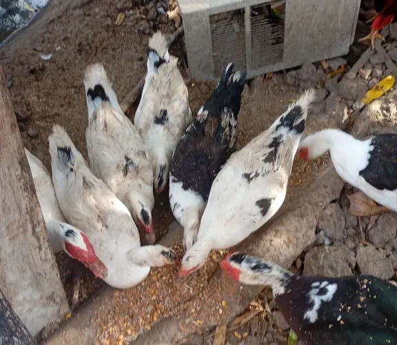 Vendo patos