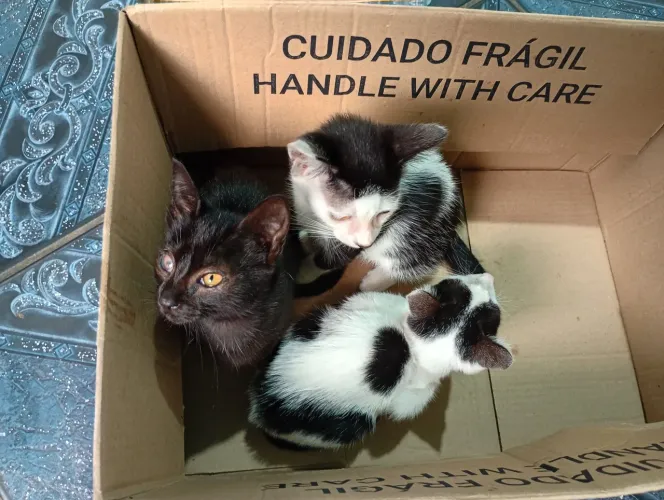 Estou doando essas gatinhas todos usa caixa de areia come ração. 