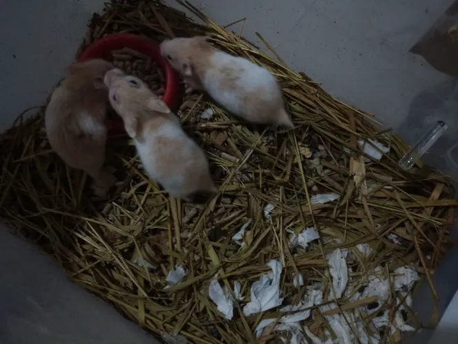 Hamster