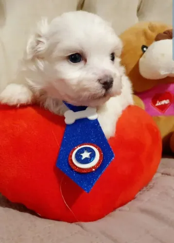 Maltês Surpreenda com um presente cheio de carinho e companhia
