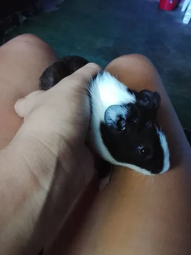 Animais