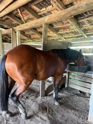 Cavalo crioulo