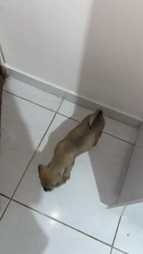 Cachorra