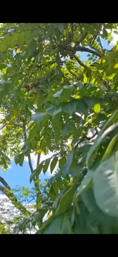 Chácara 4.500 m2 Sobrado PB