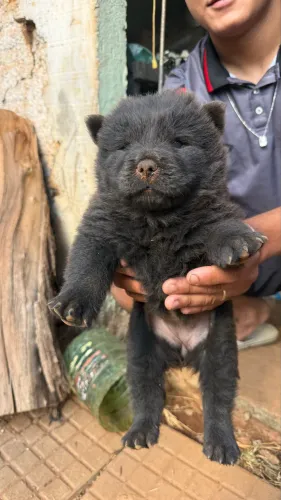 Filhotes de chow chow