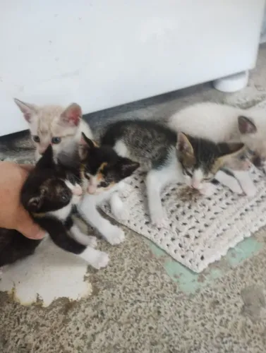doa se filhotes de gato lindo chinês