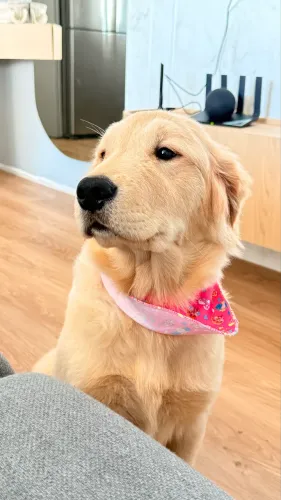 Vendo Goldem retriever