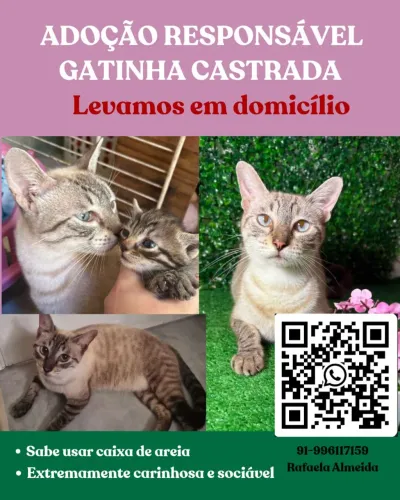 DOAÇÃO - GATA CASTRADA PARA ADOÇÃO - LEVAMOS EM DOMICILIO EM BELEM