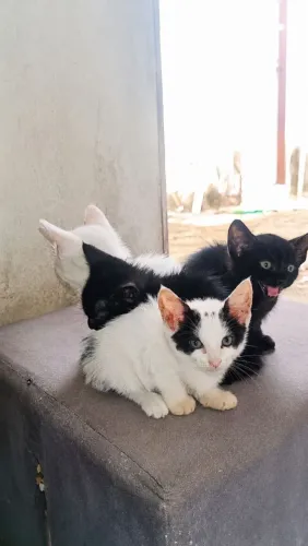 Adoção de Gatos