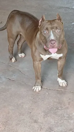 Pit Monster