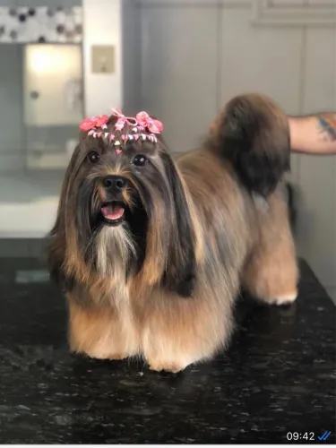 Filhote de Hlasa apso