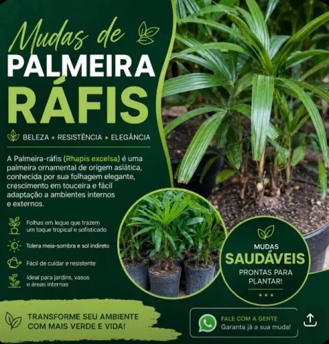 Plantas para Jardim Palmeiras mudas