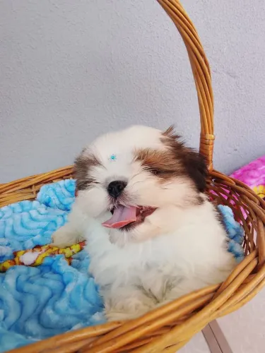 Filhotes Shiht-tzu a pronta entrega