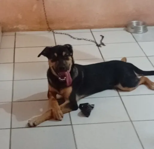 Cachorro