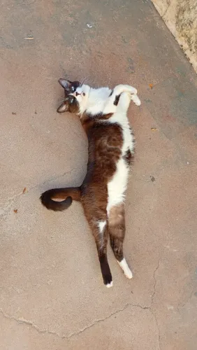 Gato macho