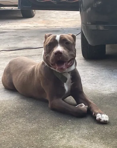 Doação de pitbull American Bully