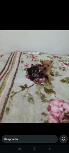 Pinscher 