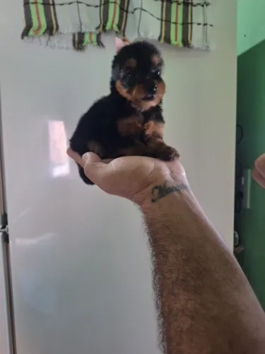 Lindo MACHO De Yorkshire Terrier 