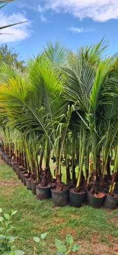 ? Coqueiro Anão Grande (1,8m a 2,2m) - R$ 150