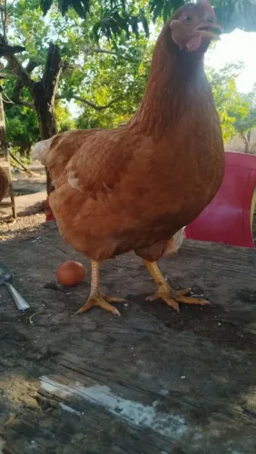 Galinha Poedeira Em Santo Antônio do Leverger MT