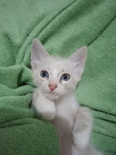 Gatinhos para adoção_2 meses