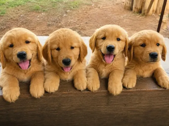 Filhotes Golden Retriever com Pedigree - Oferta diferenciada para ninhada toda