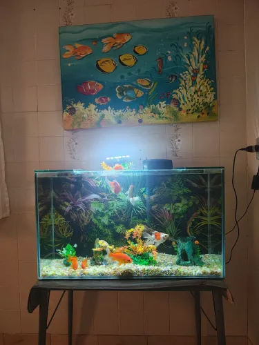 Aguario semi novo
