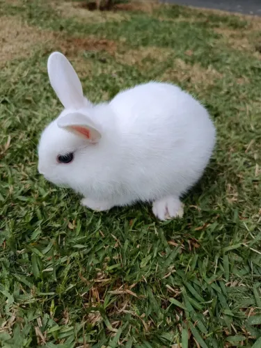 Mini-coelhos filhotes