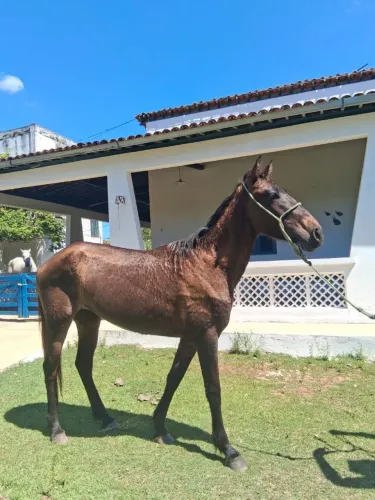 Potra a venda