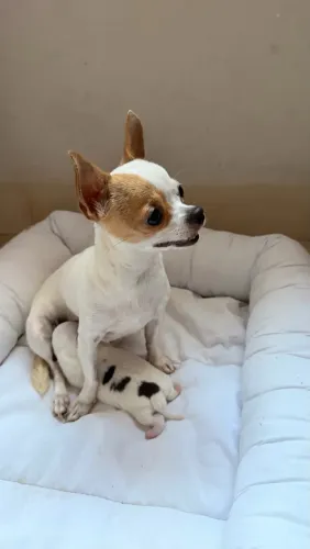 Cachorro Pequeno Chihuahua Filhote