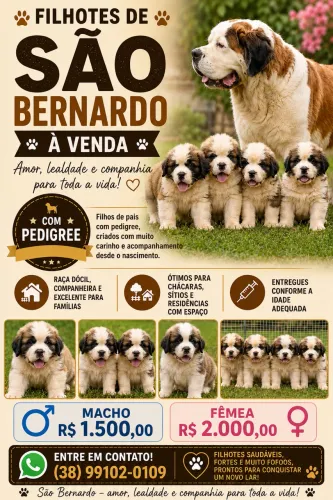 FILHOTES DE SÃO BERNARDO 