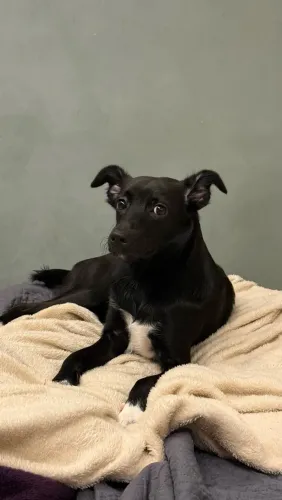 Cachorra para doação 