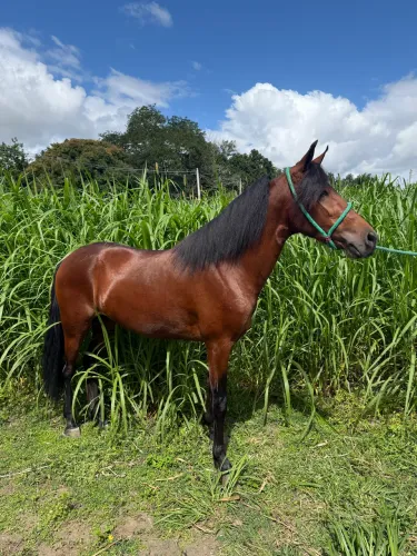 Potro mangalarga registrado 