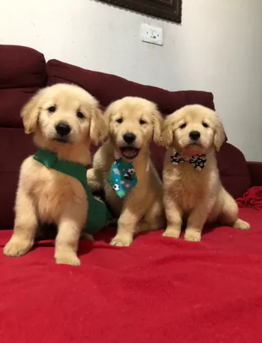 Golden retriever