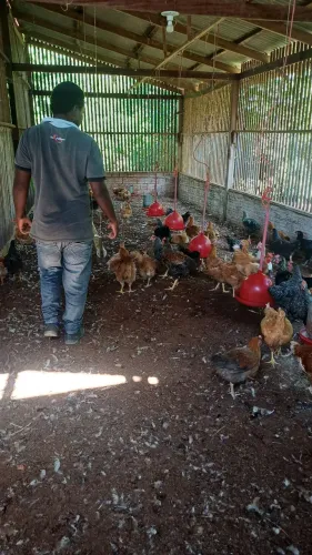 ? GALINHA CAIPIRA À VENDA! ?