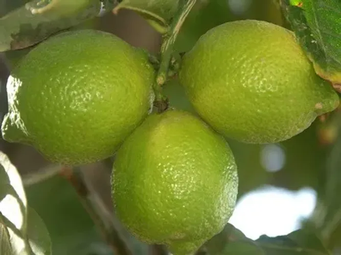Limoeiros limão galego e Limão Taiti enxertados (vendo mudas enxertadas)
