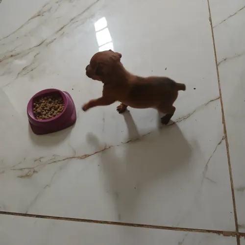 Pinscher filhote macho