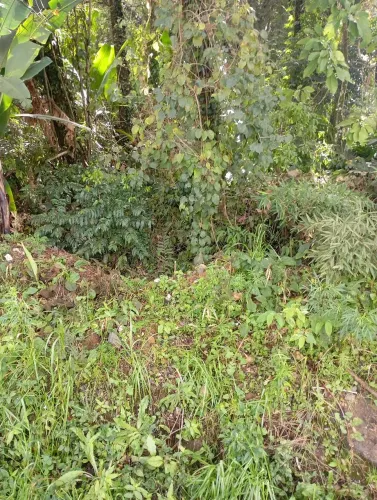 Terra preta para jardim dois metros cúbicos