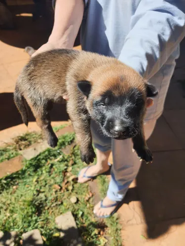 Venda de filhotes de pastor de malinois 
