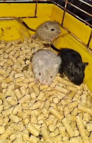 Esquilos da Mongólia/Gerbil