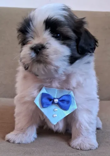 SHIH TZU MACHO