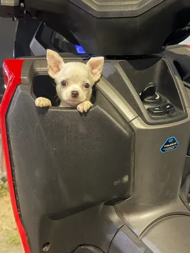 Chihuahua pelo curto fêmea parcelamos até 18 vezes sem juros 