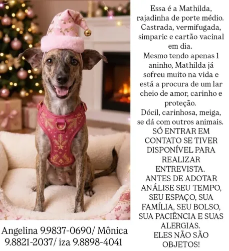 Cachorro fêmea porte médio para adoção responsável 