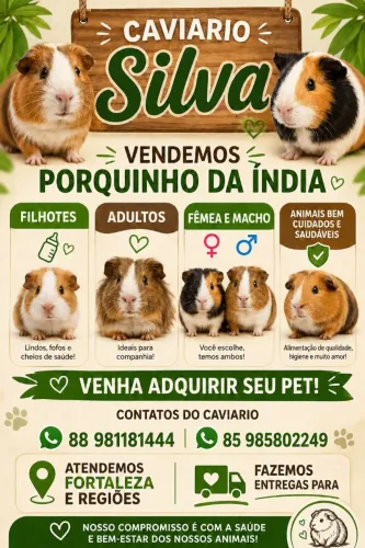 Porquinho da Índia 